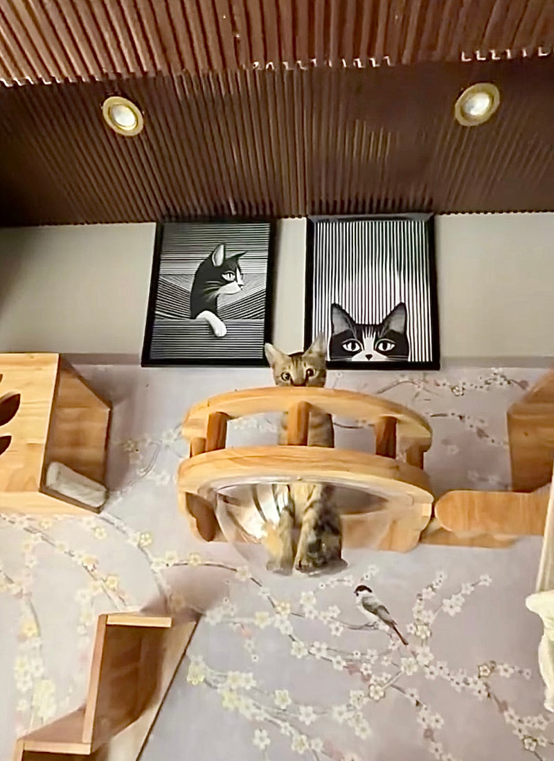 Michi's Catio