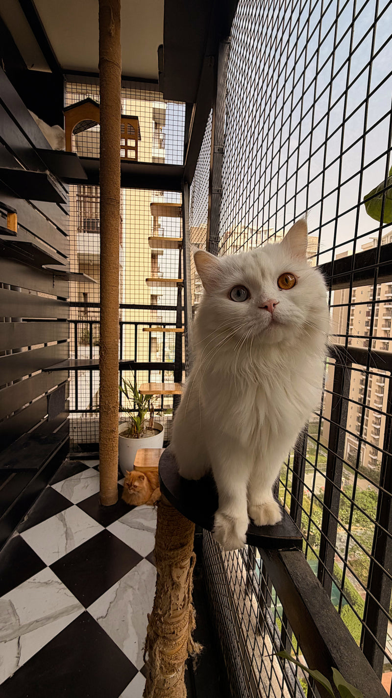 Furry Paltan Catio