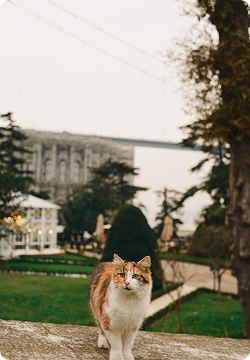 shared by SOPHIE TURNER