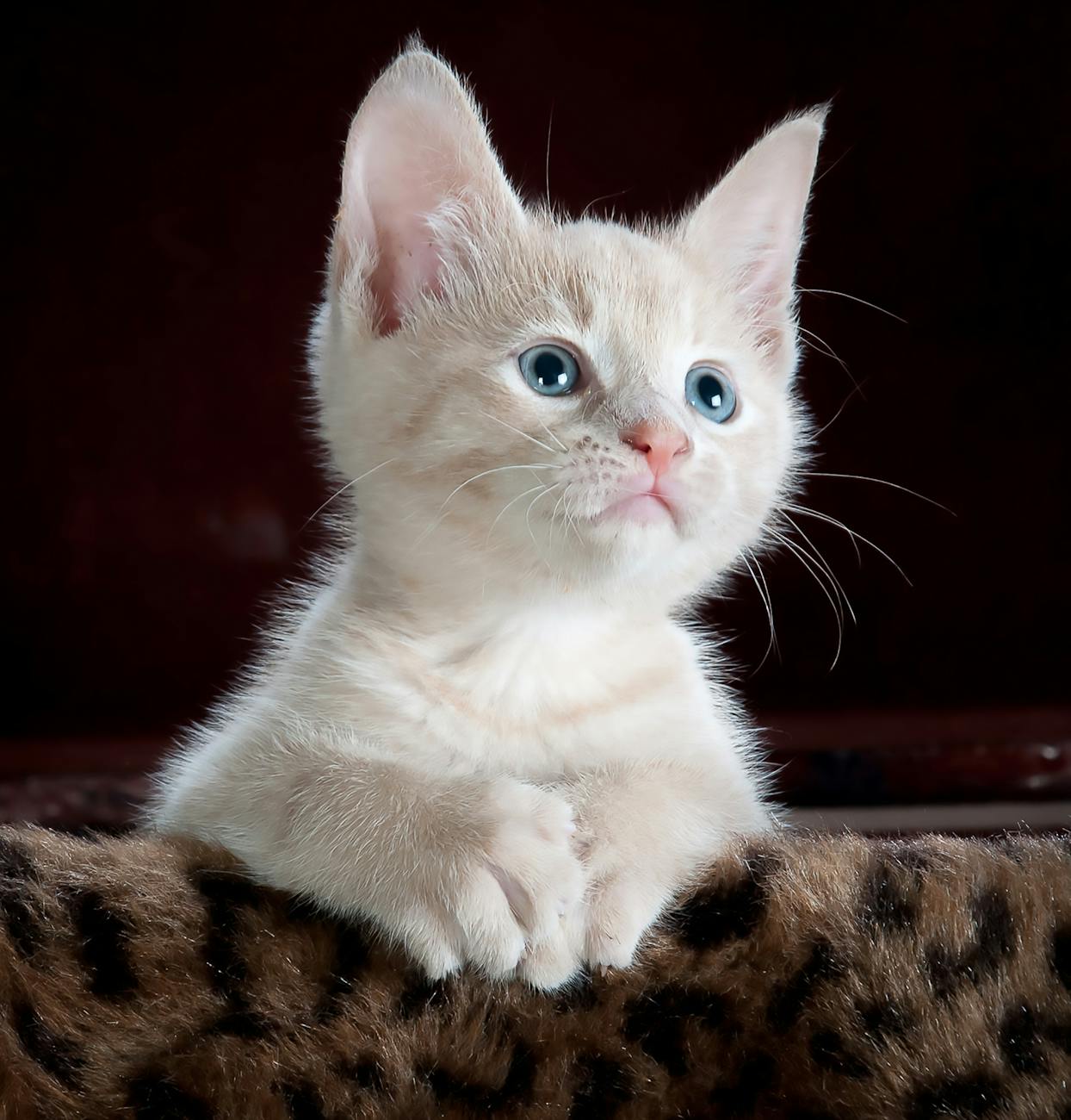 The Quiet Ritual of Play: Understanding How Cats Engage