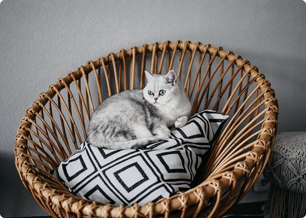 The Architecture of Rest: Designing Spaces for Pets