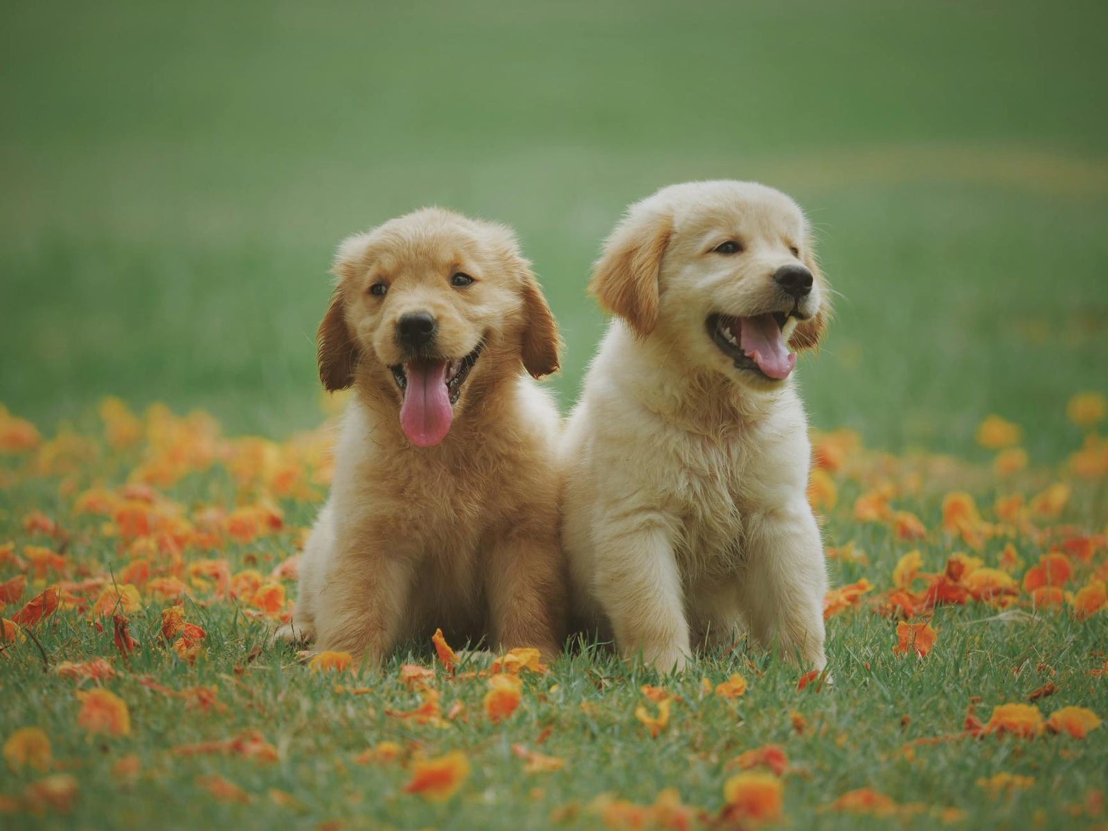 The Psychology of Play: How Dogs Learn Through Experience