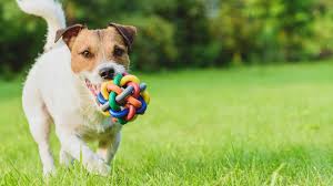 The Quiet Value of Natural Materials in Pet Toys