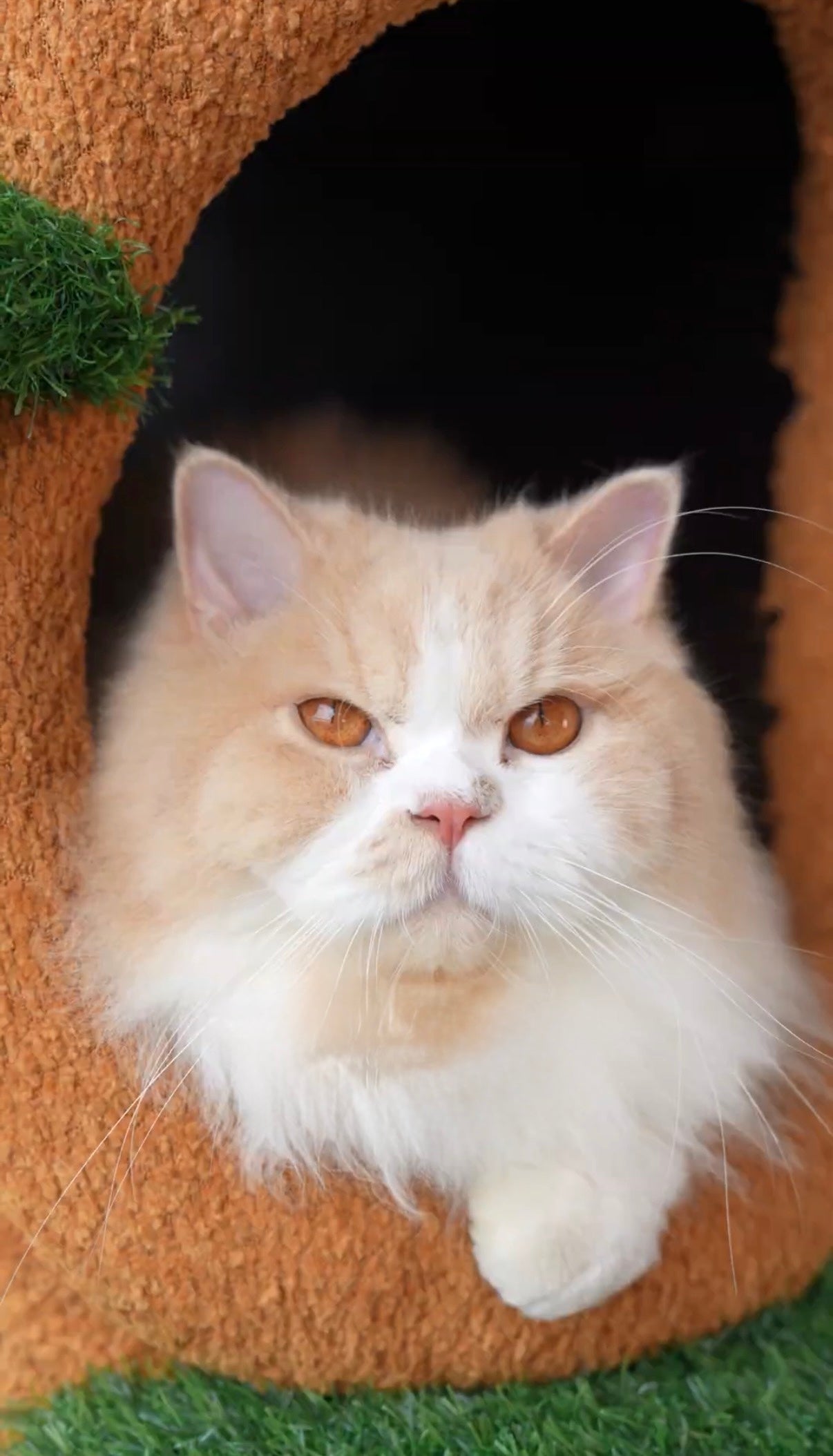 Real Cat Tree