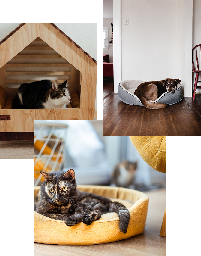 Tommy Casa pet furniture design