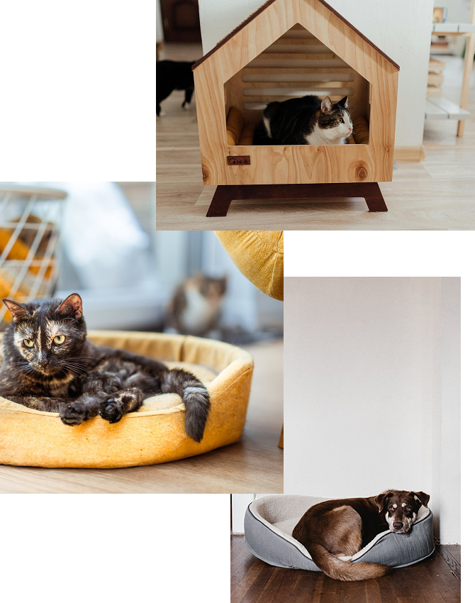 Tommy Casa pet furniture design