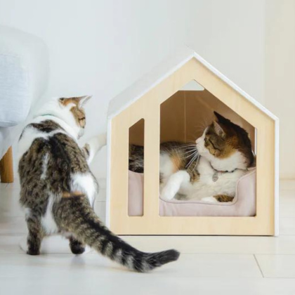 Cat house in Delhi