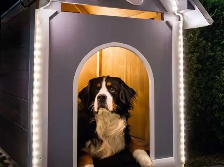 Dog house Near me