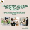 How to Train Your Dog: Essential Tips for Success