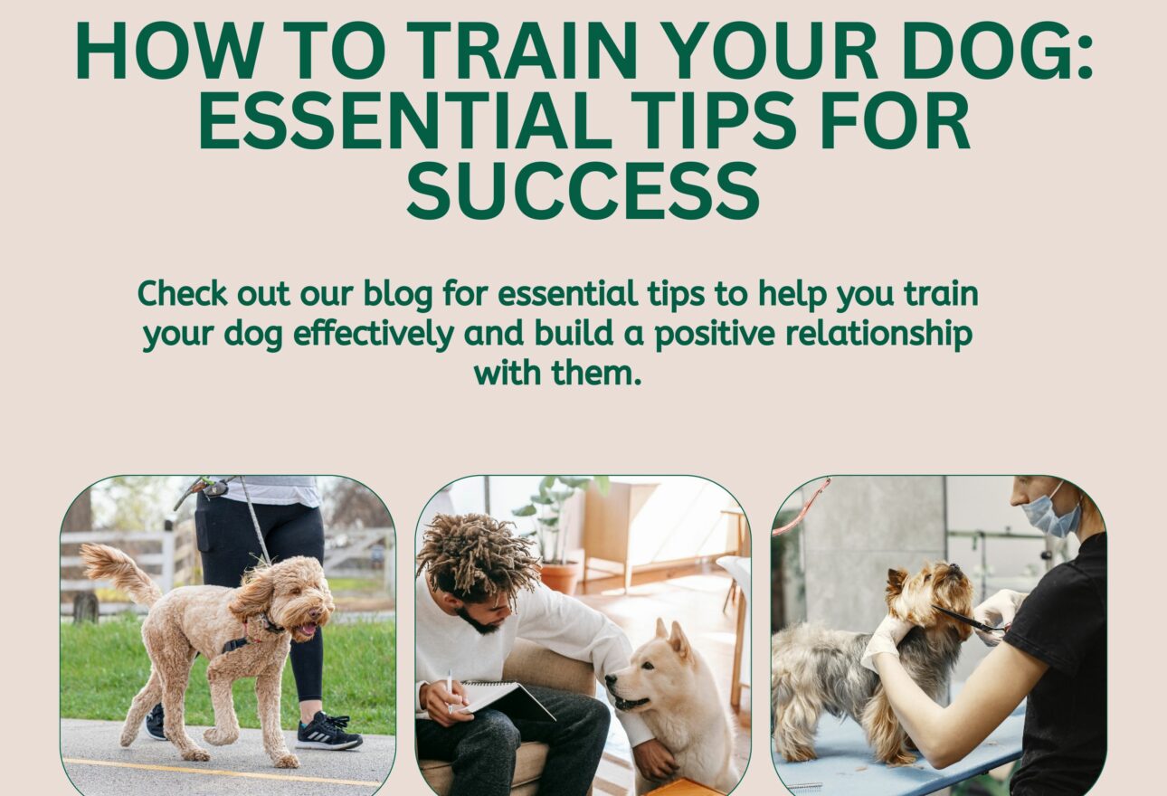 How to Train Your Dog: Essential Tips for Success